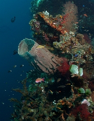 Bali 2016 - Liberty - Corail - IMG_5833_rc